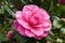 Camellia x Williamsii `Water Lily`