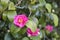 Camellias blooming on the tree