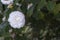 Camellias blooming on the tree