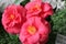 Camellias were cultivated in the gardens of China and Japan for centuries before they were seen in Europe.
