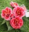 Camellias were cultivated in the gardens of China and Japan for centuries before they were seen in Europe.