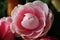 Camellias were cultivated in the gardens of China and Japan for centuries before they were seen in Europe.