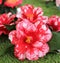 Camellias were cultivated in the gardens of China and Japan for centuries before they were seen in Europe.