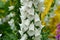 Camelot White foxglove flowers blooming in the Spring