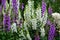 Camelot white and purple foxglove flowers blooming in the Spring