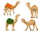 Camels