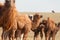 Camels