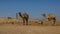 Camels in the ancient city of Harran is the center of attention of tourists.