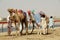 Camels in the arabian desert