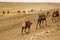 Camels as transport