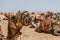 Camels Await Near Giza Pyramids