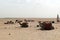 Camels await tourist riders at the Great pyramid