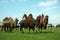 Camels Bactrianus