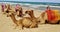 Camels in Beach