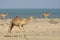 Camels on the beach