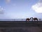 Camels at a beach