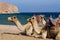 Camels on the beach at the Blue Hole, Dahab, Egypt