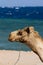 Camels on the beach at the Blue Hole, Dahab, Egypt