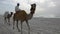 Camels on the beach of Dubai