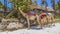 Camels at the beach in Kenia