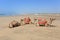Camels on the beach. Morocco