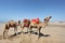 Camels on the beach. Morocco