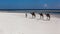 Camels, beach, ocean, white sand, noon, vacation