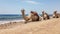Camels on the beach by the Red Sea. Dahab, Sinai, Egypt. Egyptian camels on the background of the sea. Travel concept. Banner.