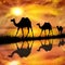 Camels on a beautiful sunset background