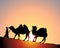 Camels and bedouin