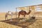 Camels in bedouin camp