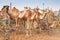 Camels at the Camel Market in Al Ain