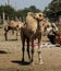 Camels in the camel market in Hargeisa, Somalia