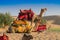 Camels for camel ride at Thar desert, Rajasthan, India