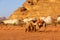 Camels and camp in Wadi Rum desert, Jordan