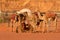 Camels and camp in Wadi Rum desert, Jordan