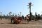 Camels. Caravan. Camel caravan rests before being sent on a long journey..