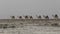 Camels caravan carrying salt in Africa`s Danakil Desert, Ethiopia