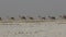 Camels caravan carrying salt in Africa`s Danakil Desert, Ethiopia