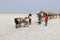 Camels caravan carrying salt in Africa`s Danakil Desert, Ethiopia