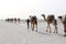 Camels caravan carrying salt in Africa`s Danakil Desert, Ethiopia