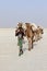 Camels caravan carrying salt in Africa`s Danakil Desert, Ethiopia