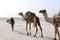 Camels caravan carrying salt in Africa`s Danakil Desert, Ethiopia