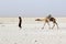 Camels caravan carrying salt in Africa`s Danakil Desert, Ethiopia