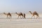 Camels caravan carrying salt in Africa`s Danakil Desert, Ethiopia