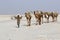 Camels caravan carrying salt in Africa`s Danakil Desert, Ethiopia