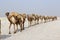 Camels caravan carrying salt in Africa`s Danakil Desert, Ethiopia