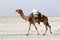 Camels caravan carrying salt in Africa`s Danakil Desert, Ethiopia