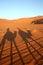 Camels caravan in the desert
