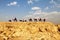 Camels caravan in the Negev desert, En Avdat National Park